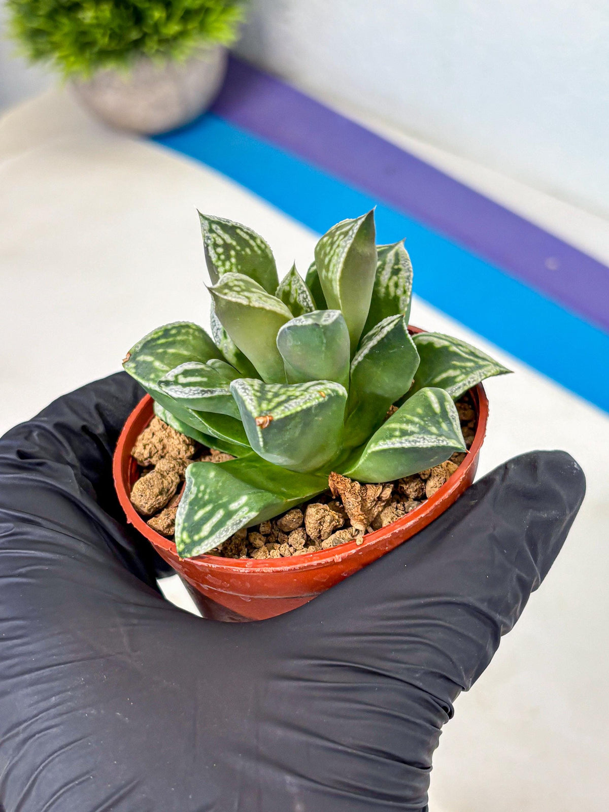 Haworthia Dojakudai Cobbledon (wa4) (6) | Easy Care Succulent