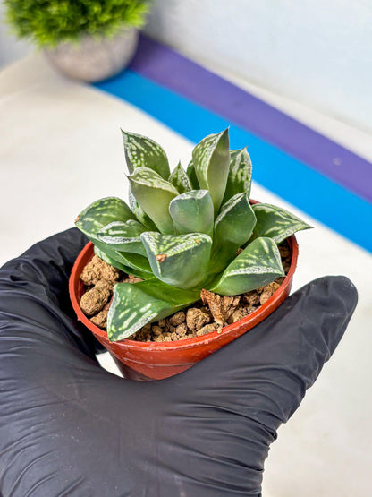 Haworthia Dojakudai Cobbledon (wa4) (6) | Easy Care Succulent
