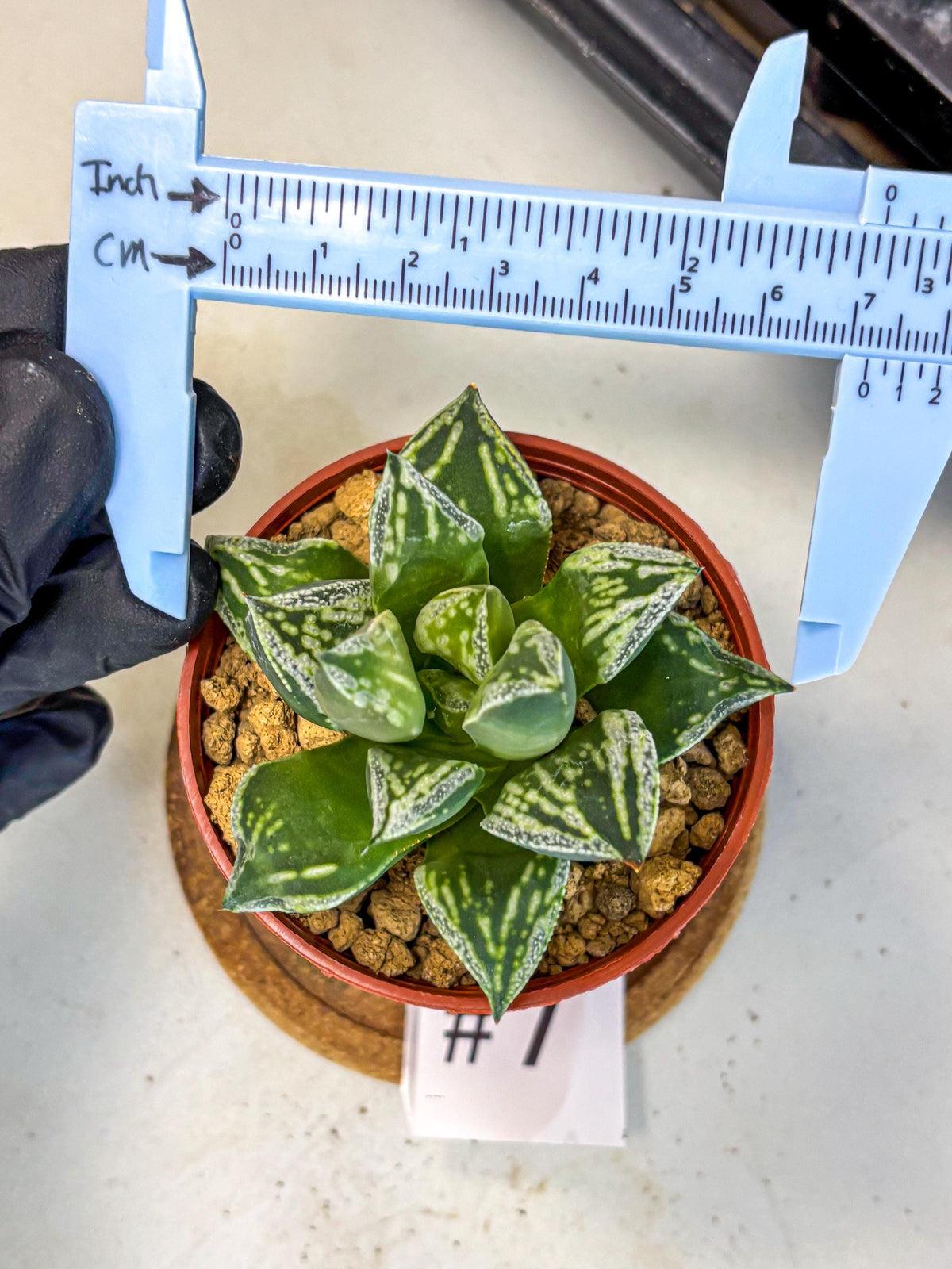 Haworthia Dojakudai Cobbledon (wa4) (7) | Easy Care Succulent