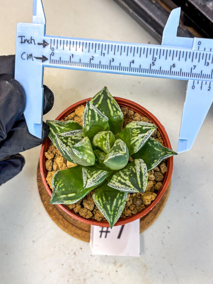 Haworthia Dojakudai Cobbledon (wa4) (7) | Easy Care Succulent