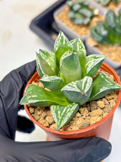 Haworthia Dojakudai Cobbledon (wa4) (7) | Easy Care Succulent