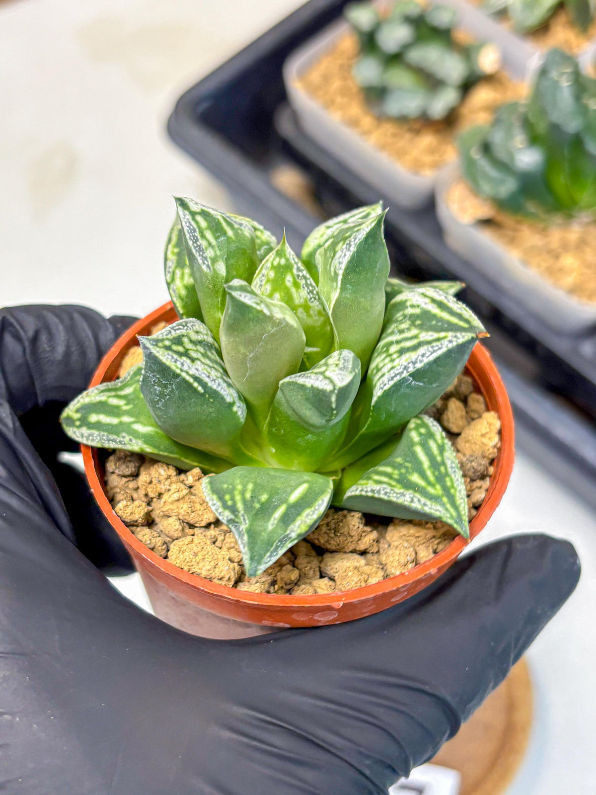Haworthia Dojakudai Cobbledon (wa4) (7) | Easy Care Succulent