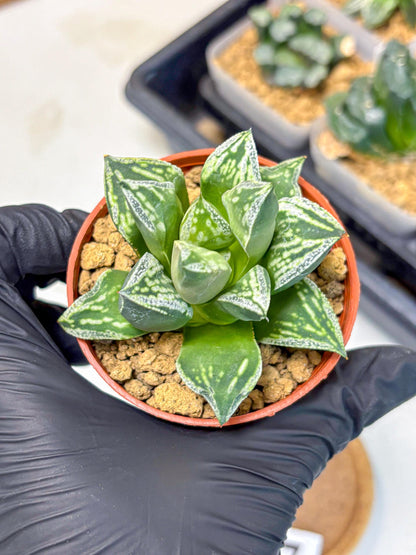 Haworthia Dojakudai Cobbledon (wa4) (7) | Easy Care Succulent