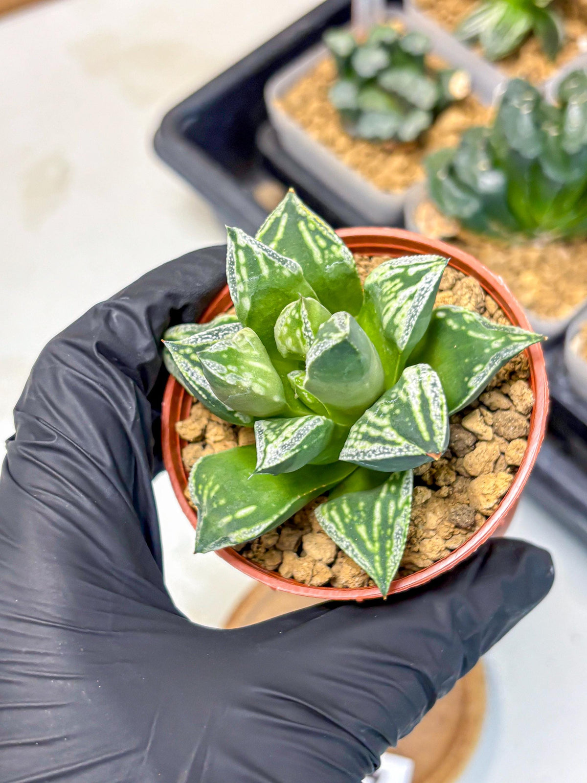 Haworthia Dojakudai Cobbledon (wa4) (7) | Easy Care Succulent