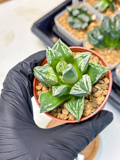 Haworthia Dojakudai Cobbledon (wa4) (7) | Easy Care Succulent
