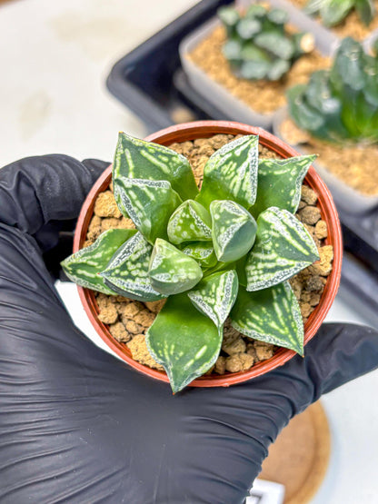 Haworthia Dojakudai Cobbledon (wa4) (7) | Easy Care Succulent