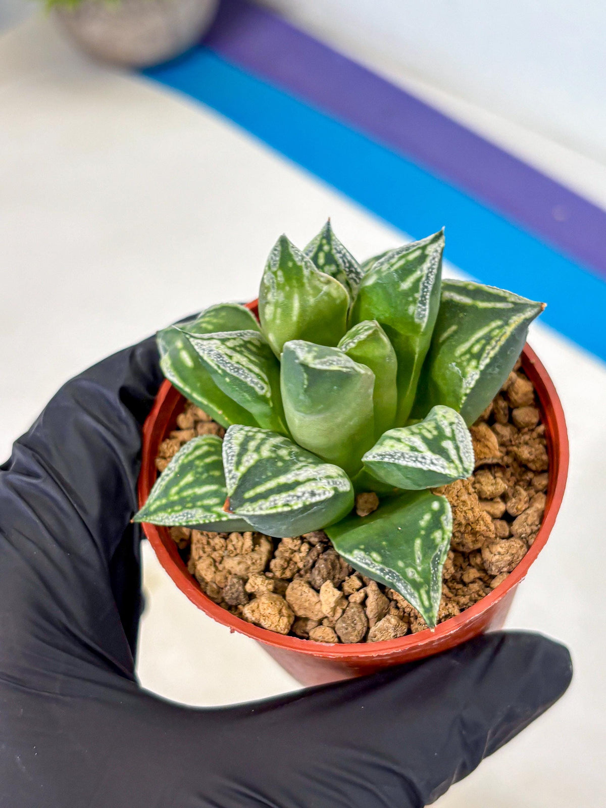Haworthia Dojakudai Cobbledon (wa4) (7) | Easy Care Succulent