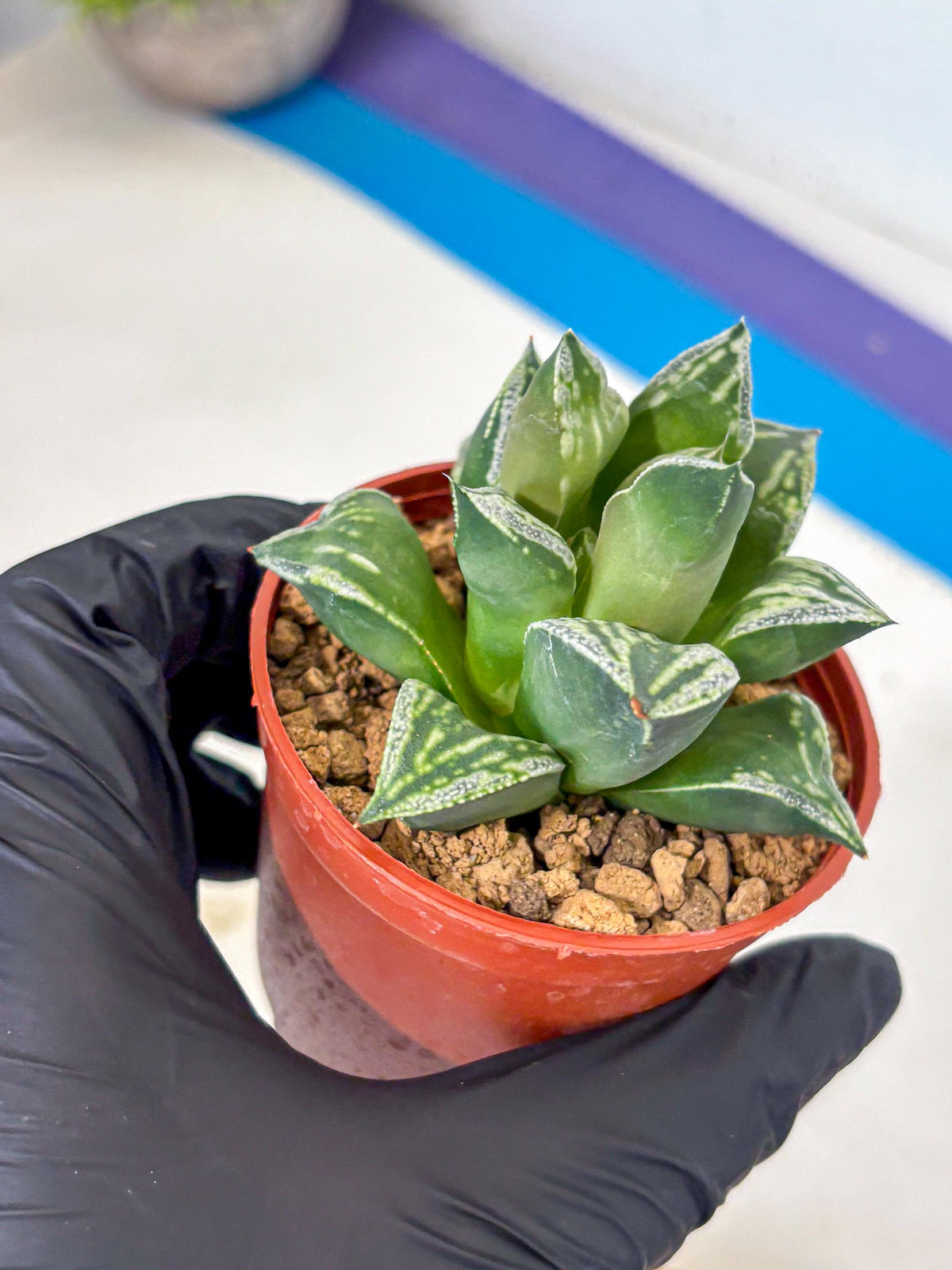 Haworthia Dojakudai Cobbledon (wa4) (7) | Easy Care Succulent