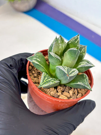 Haworthia Dojakudai Cobbledon (wa4) (7) | Easy Care Succulent