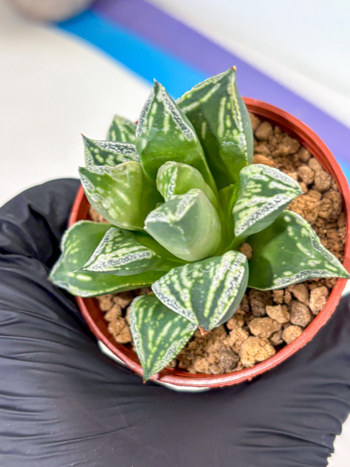 Haworthia Dojakudai Cobbledon (wa4) (7) | Easy Care Succulent