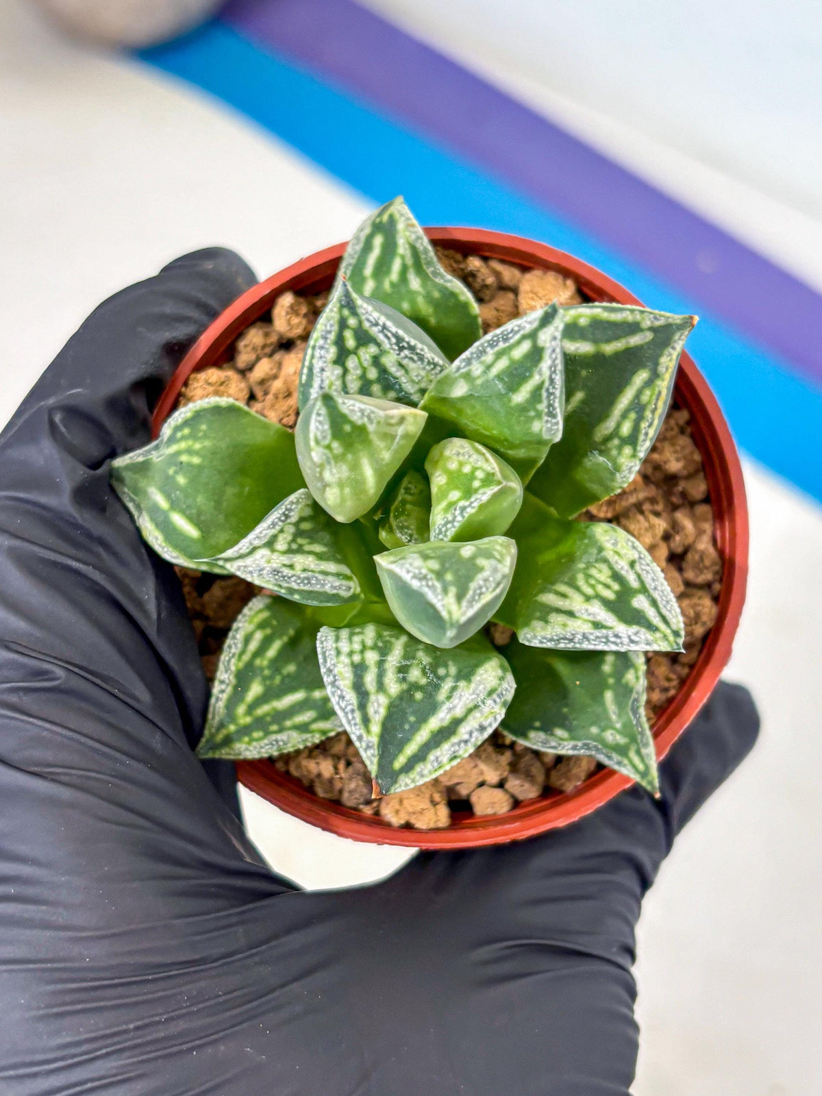 Haworthia Dojakudai Cobbledon (wa4) (7) | Easy Care Succulent
