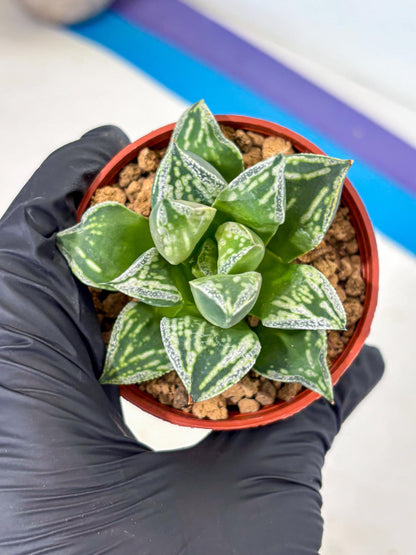 Haworthia Dojakudai Cobbledon (wa4) (7) | Easy Care Succulent