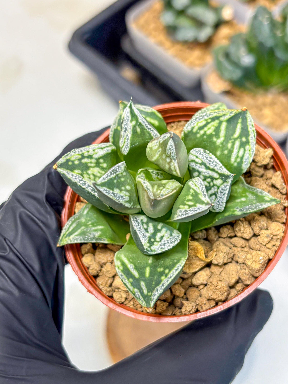 Haworthia Dojakudai Cobbledon (wa4) (8) | Easy Care Succulent