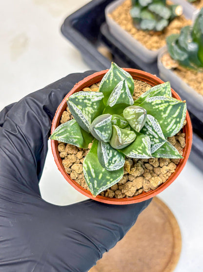Haworthia Dojakudai Cobbledon (wa4) (8) | Easy Care Succulent