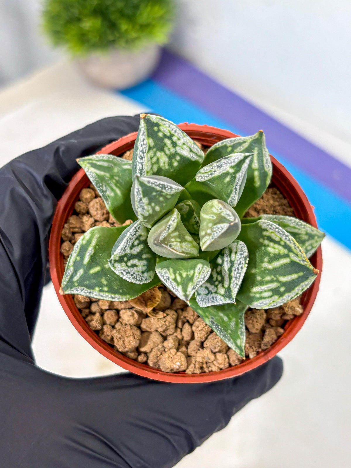 Haworthia Dojakudai Cobbledon (wa4) (8) | Easy Care Succulent