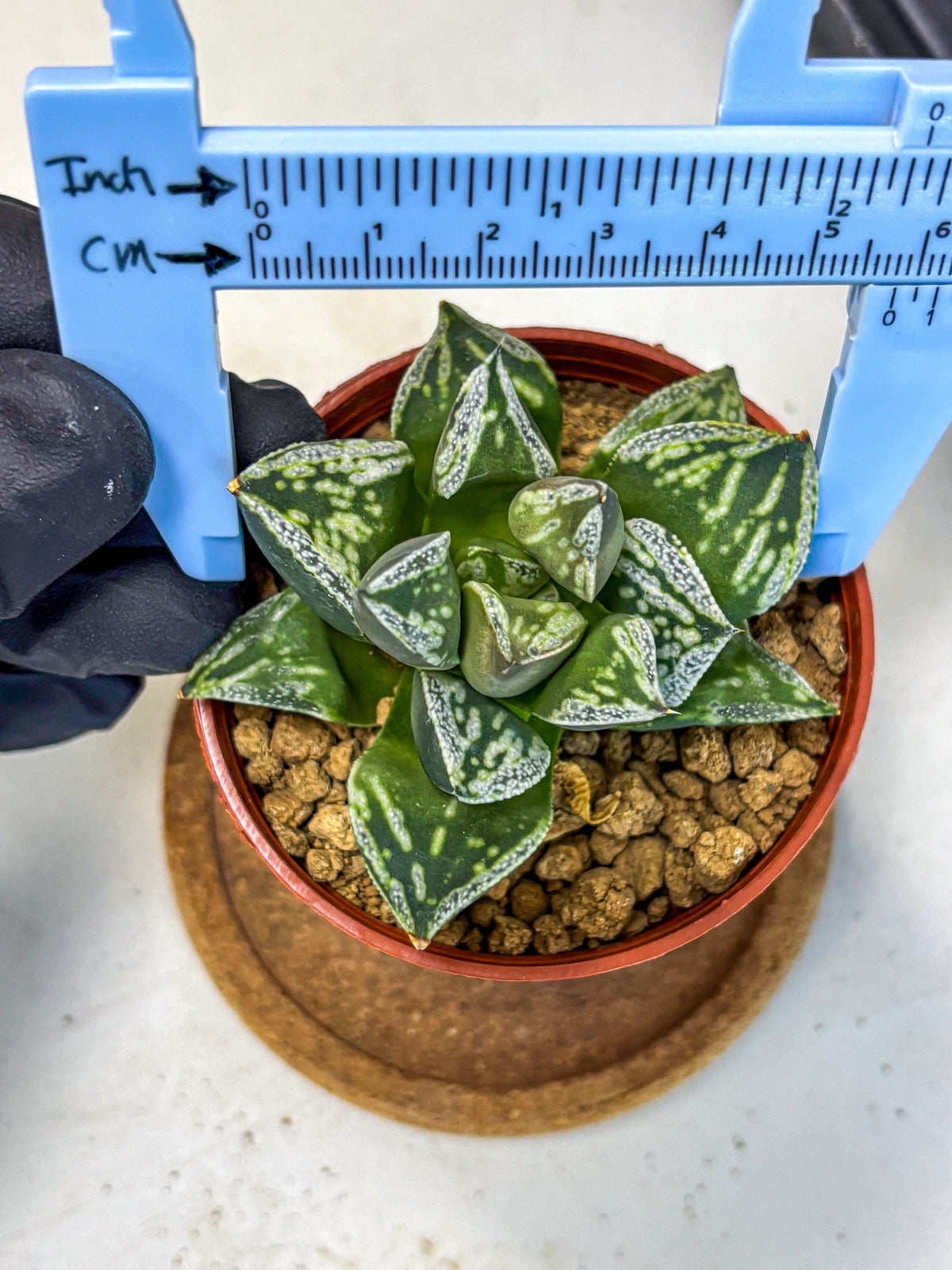 Haworthia Dojakudai Cobbledon (wa4) (8) | Easy Care Succulent