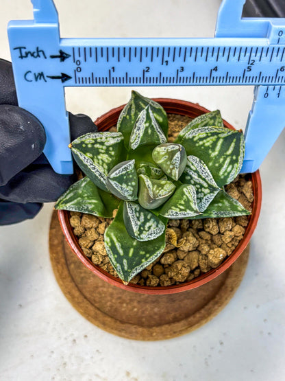 Haworthia Dojakudai Cobbledon (wa4) (8) | Easy Care Succulent