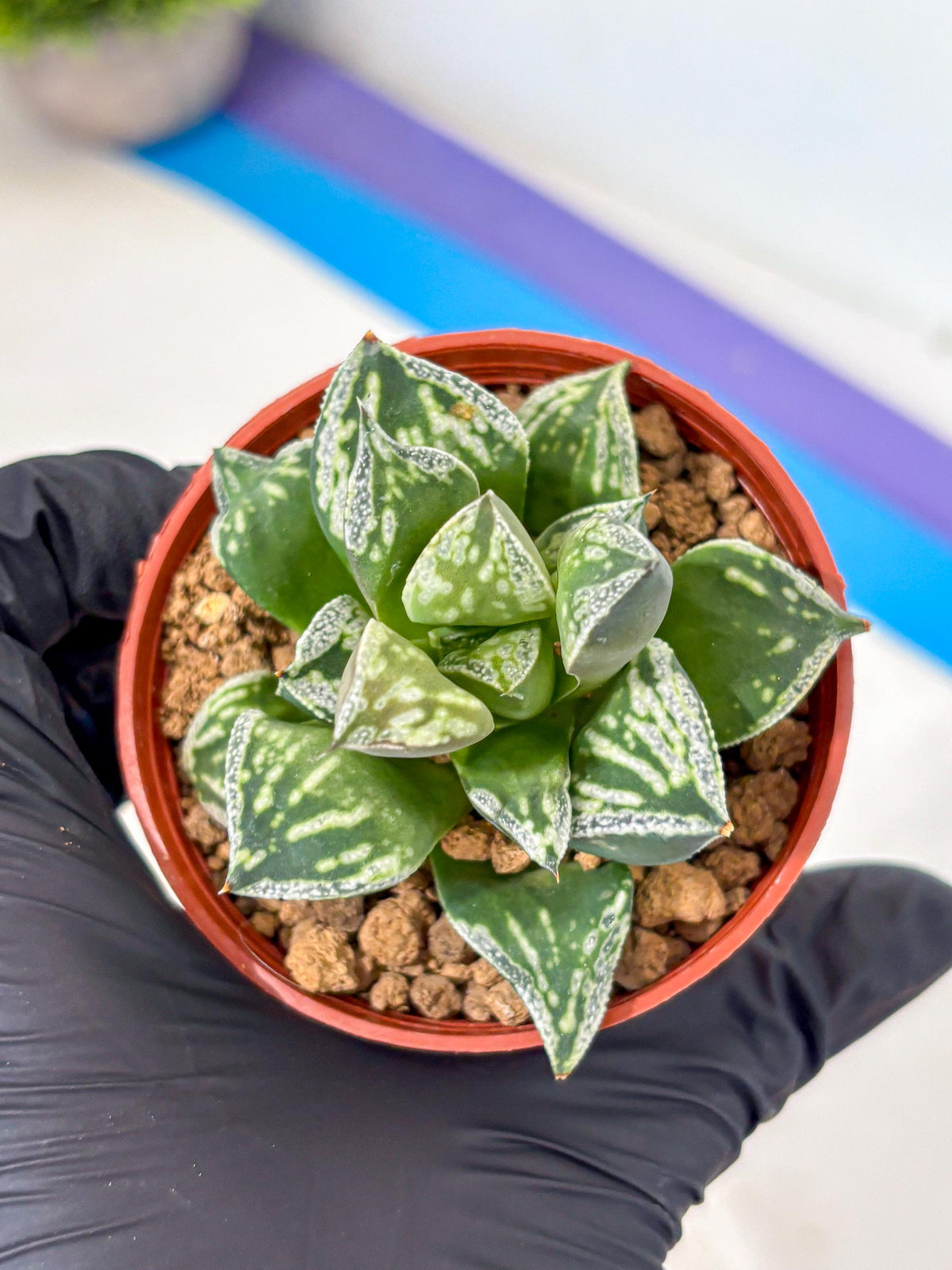 Haworthia Dojakudai Cobbledon (wa4) (9) | Easy Care Succulent