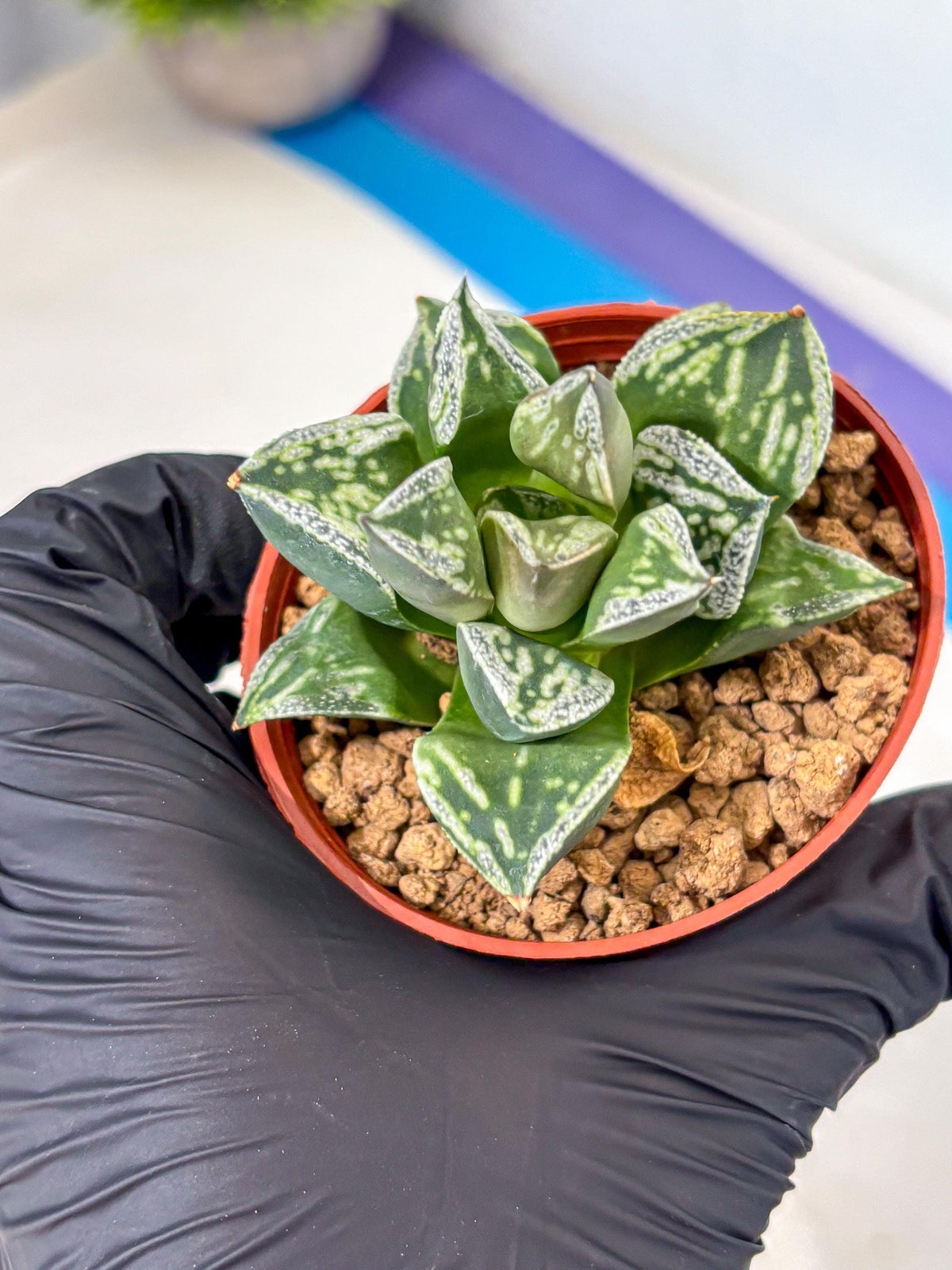 Haworthia Dojakudai Cobbledon (wa4) (8) | Easy Care Succulent