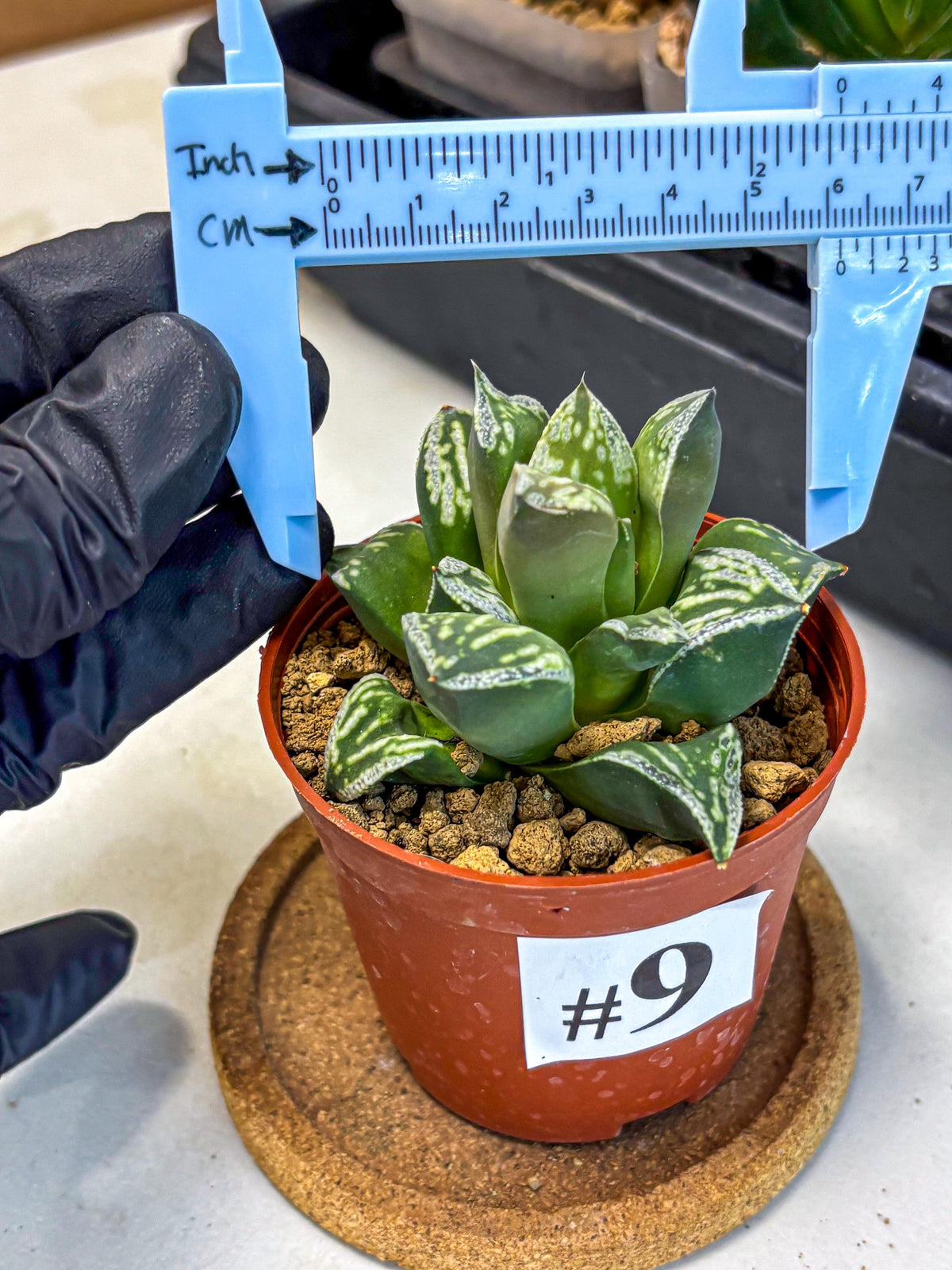 Haworthia Dojakudai Cobbledon (wa4) (9) | Easy Care Succulent