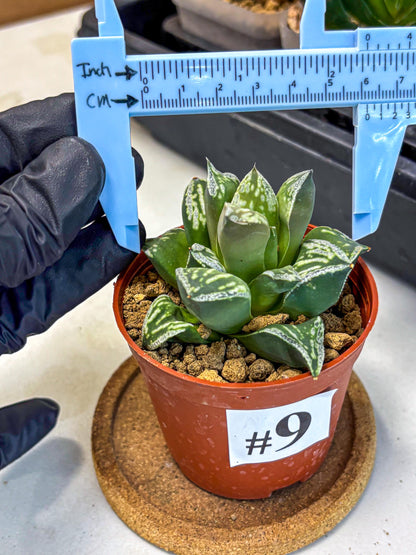 Haworthia Dojakudai Cobbledon (wa4) (9) | Easy Care Succulent