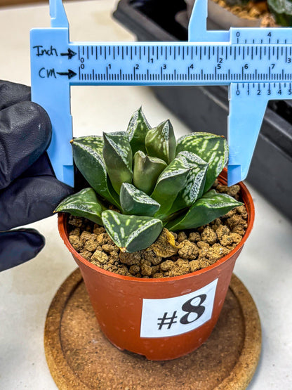 Haworthia Dojakudai Cobbledon (wa4) (8) | Easy Care Succulent