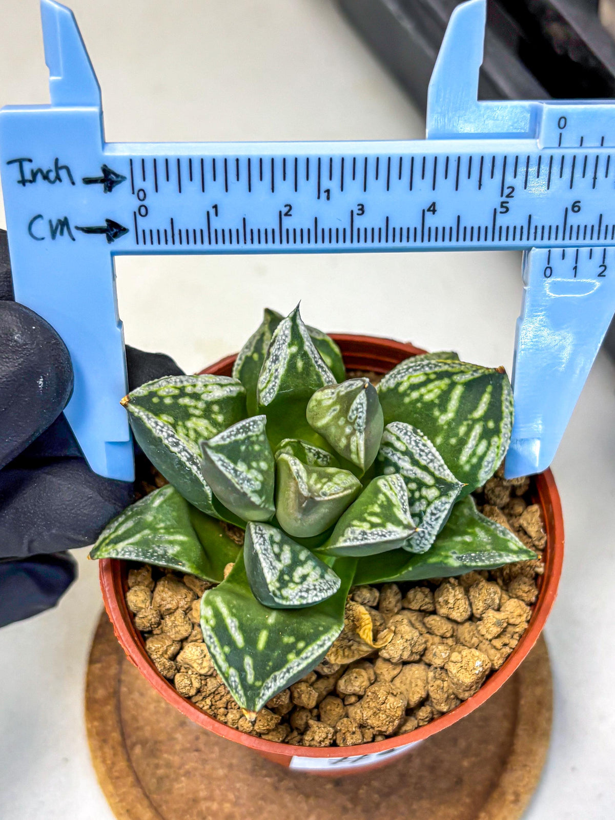Haworthia Dojakudai Cobbledon (wa4) (8) | Easy Care Succulent