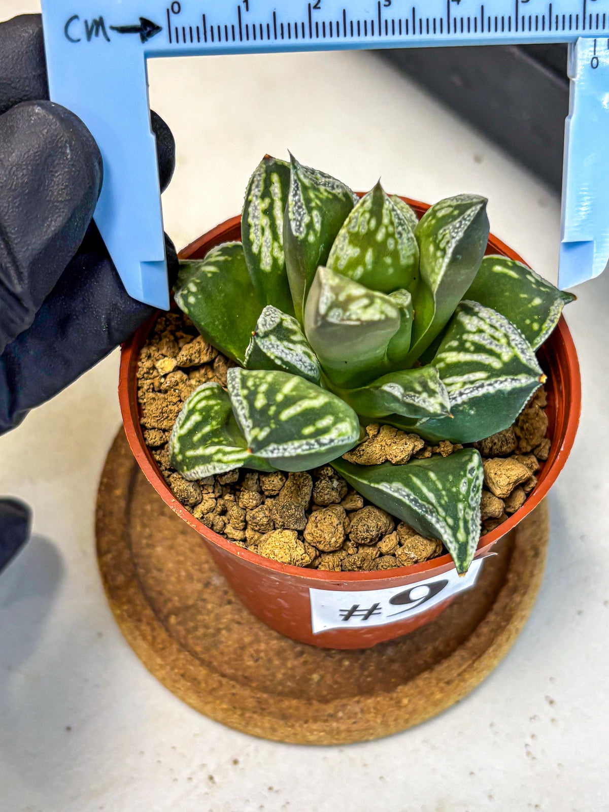 Haworthia Dojakudai Cobbledon (wa4) (9) | Easy Care Succulent