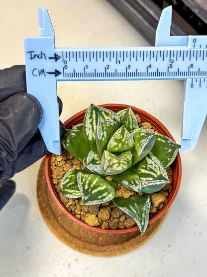 Haworthia Dojakudai Cobbledon (wa4) (9) | Easy Care Succulent