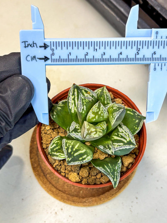 Haworthia Dojakudai Cobbledon (wa4) (9) | Easy Care Succulent