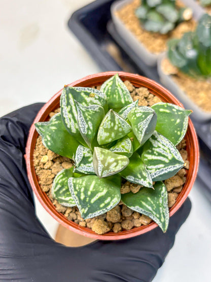 Haworthia Dojakudai Cobbledon (wa4) (9) | Easy Care Succulent