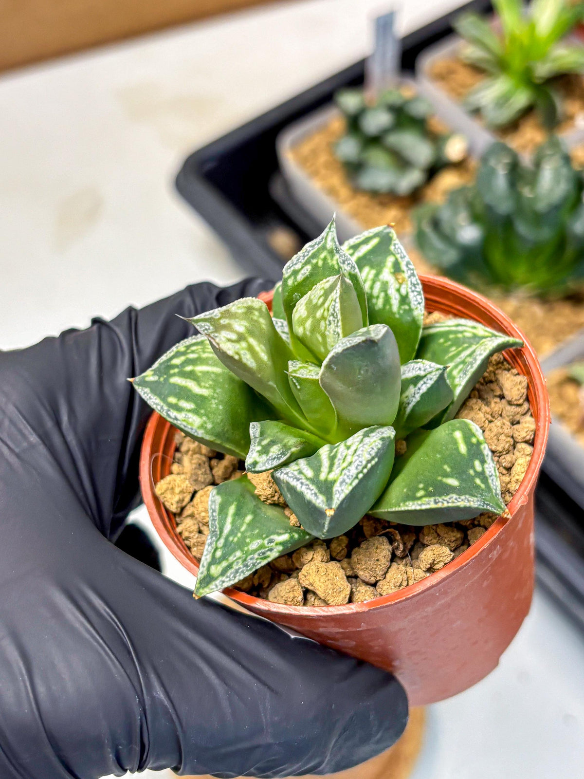 Haworthia Dojakudai Cobbledon (wa4) (9) | Easy Care Succulent