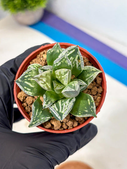 Haworthia Dojakudai Cobbledon (wa4) (9) | Easy Care Succulent