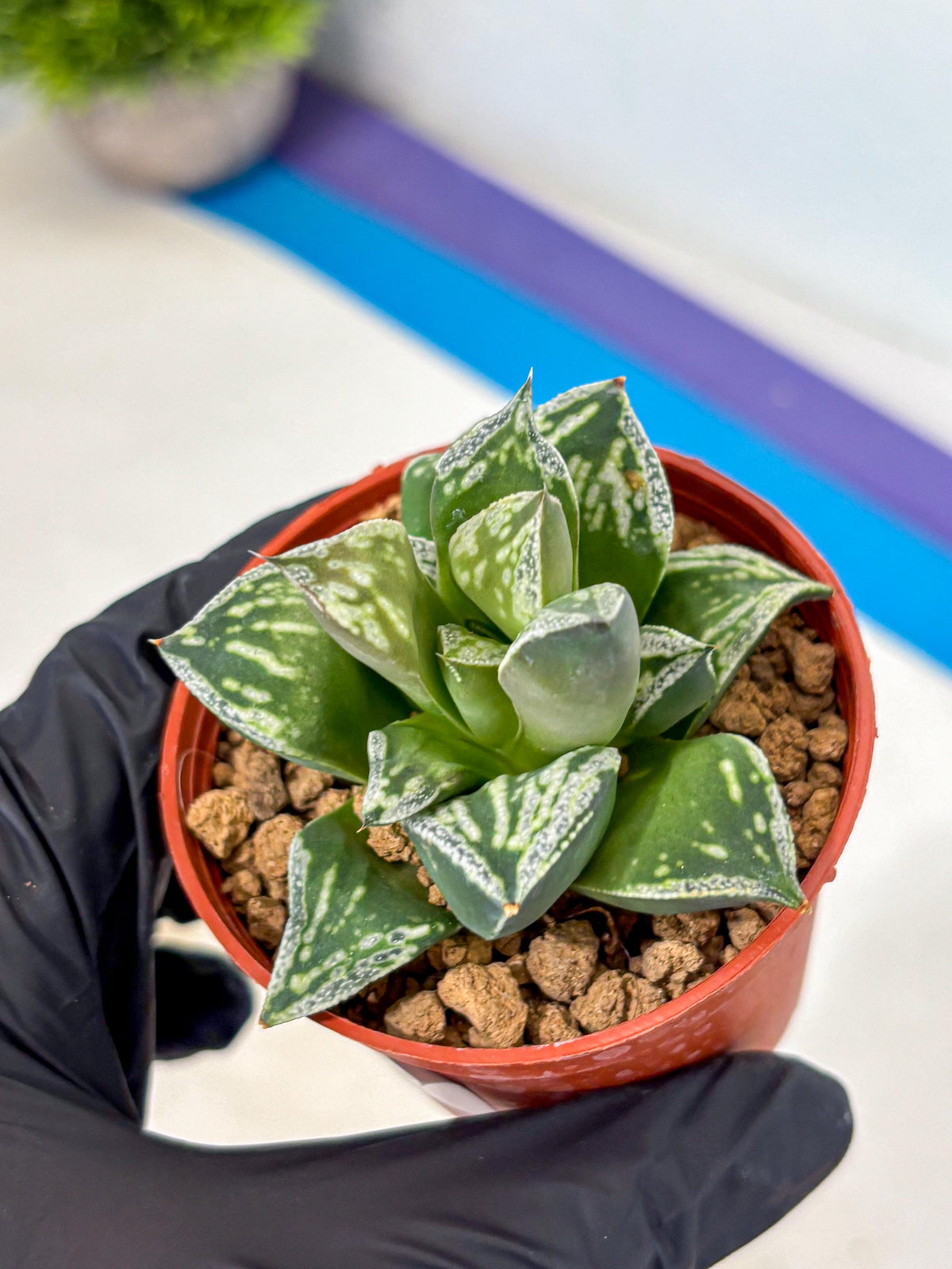 Haworthia Dojakudai Cobbledon (wa4) (9) | Easy Care Succulent