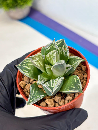 Haworthia Dojakudai Cobbledon (wa4) (9) | Easy Care Succulent