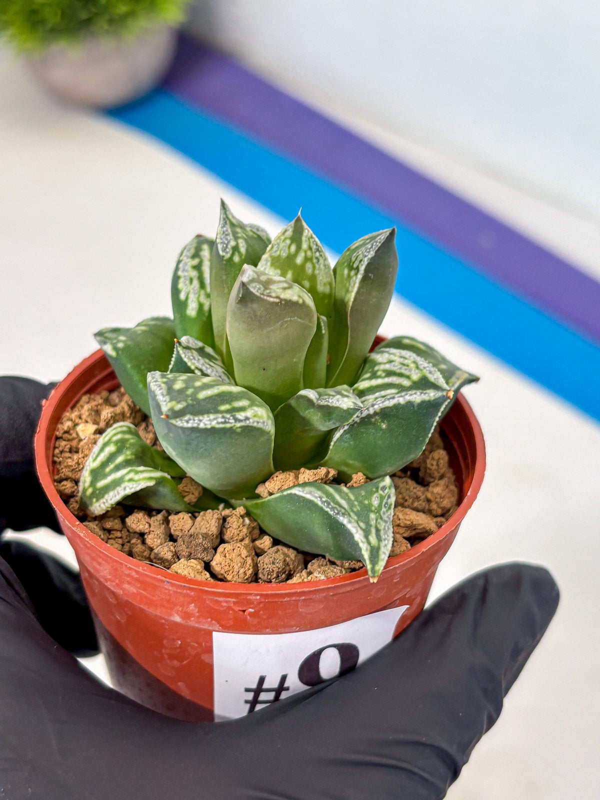 Haworthia Dojakudai Cobbledon (wa4) (9) | Easy Care Succulent