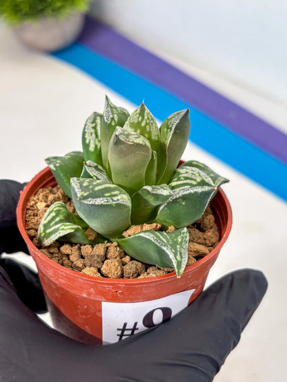 Haworthia Dojakudai Cobbledon (wa4) (9) | Easy Care Succulent