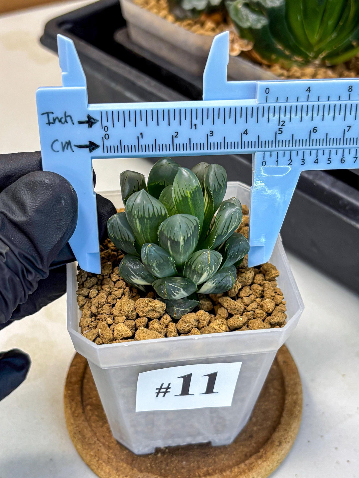 Haworthia Obtusa Ice Light (wa4) (11) | Easy Care Succulent