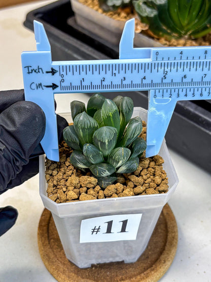 Haworthia Obtusa Ice Light (wa4) (11) | Easy Care Succulent