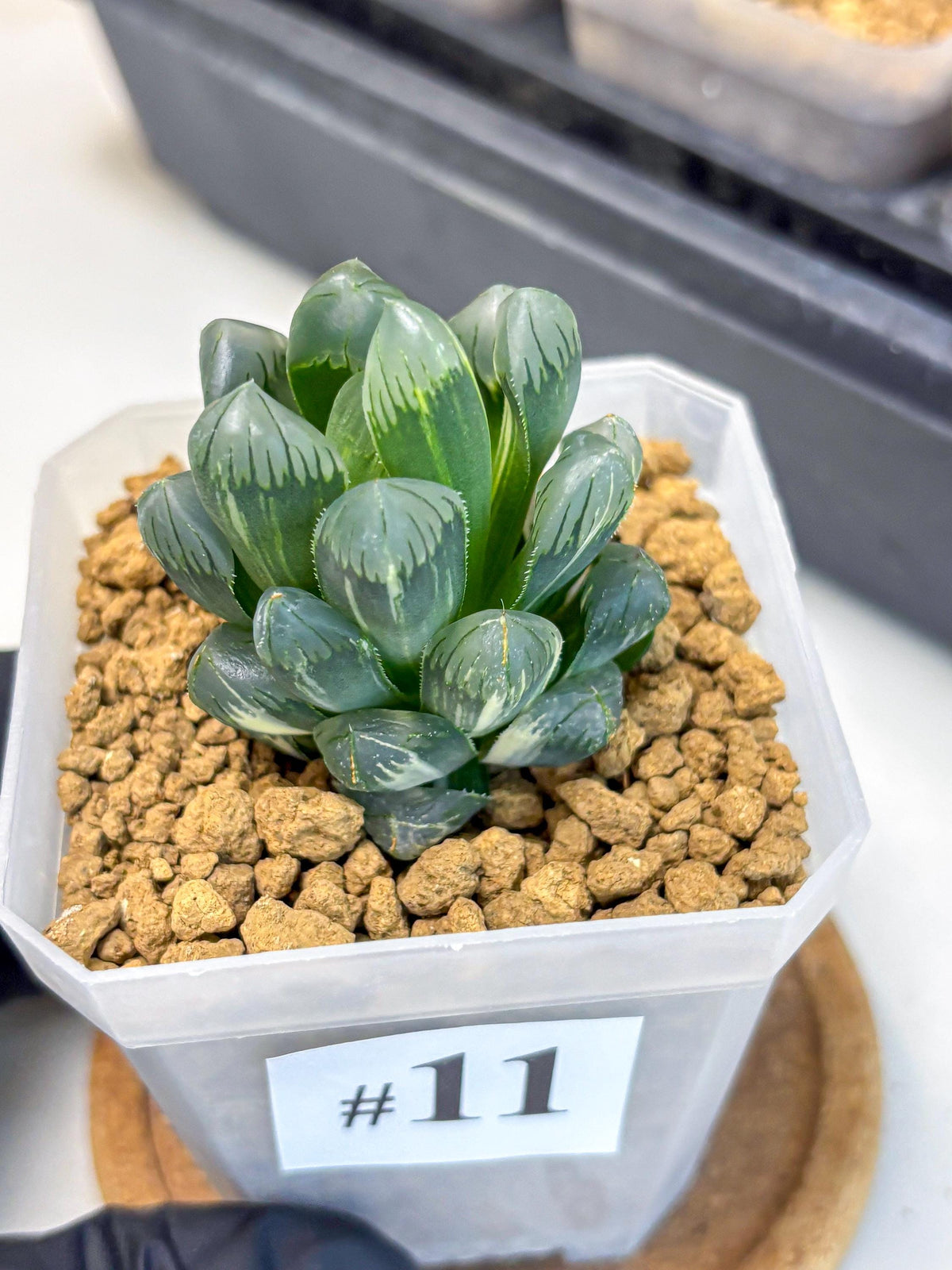 Haworthia Obtusa Ice Light (wa4) (11) | Easy Care Succulent