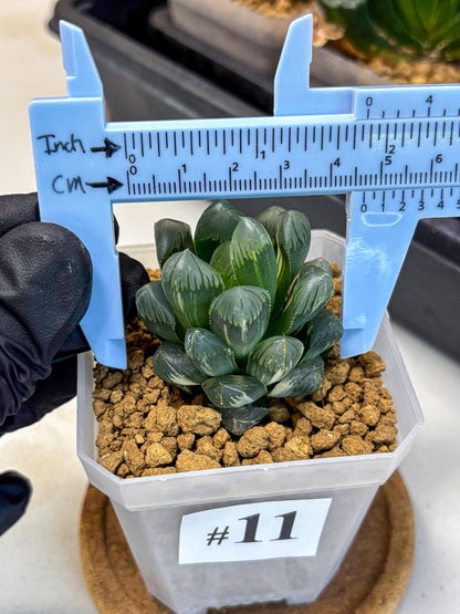 Haworthia Obtusa Ice Light (wa4) (11) | Easy Care Succulent