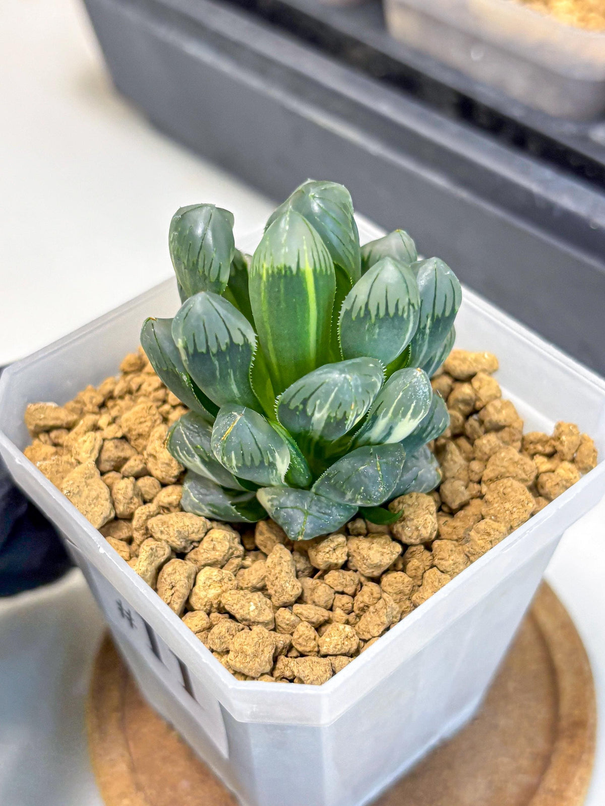 Haworthia Obtusa Ice Light (wa4) (11) | Easy Care Succulent