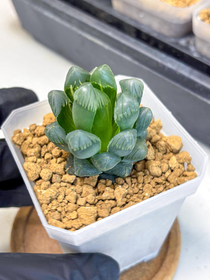 Haworthia Obtusa Ice Light (wa4) (11) | Easy Care Succulent