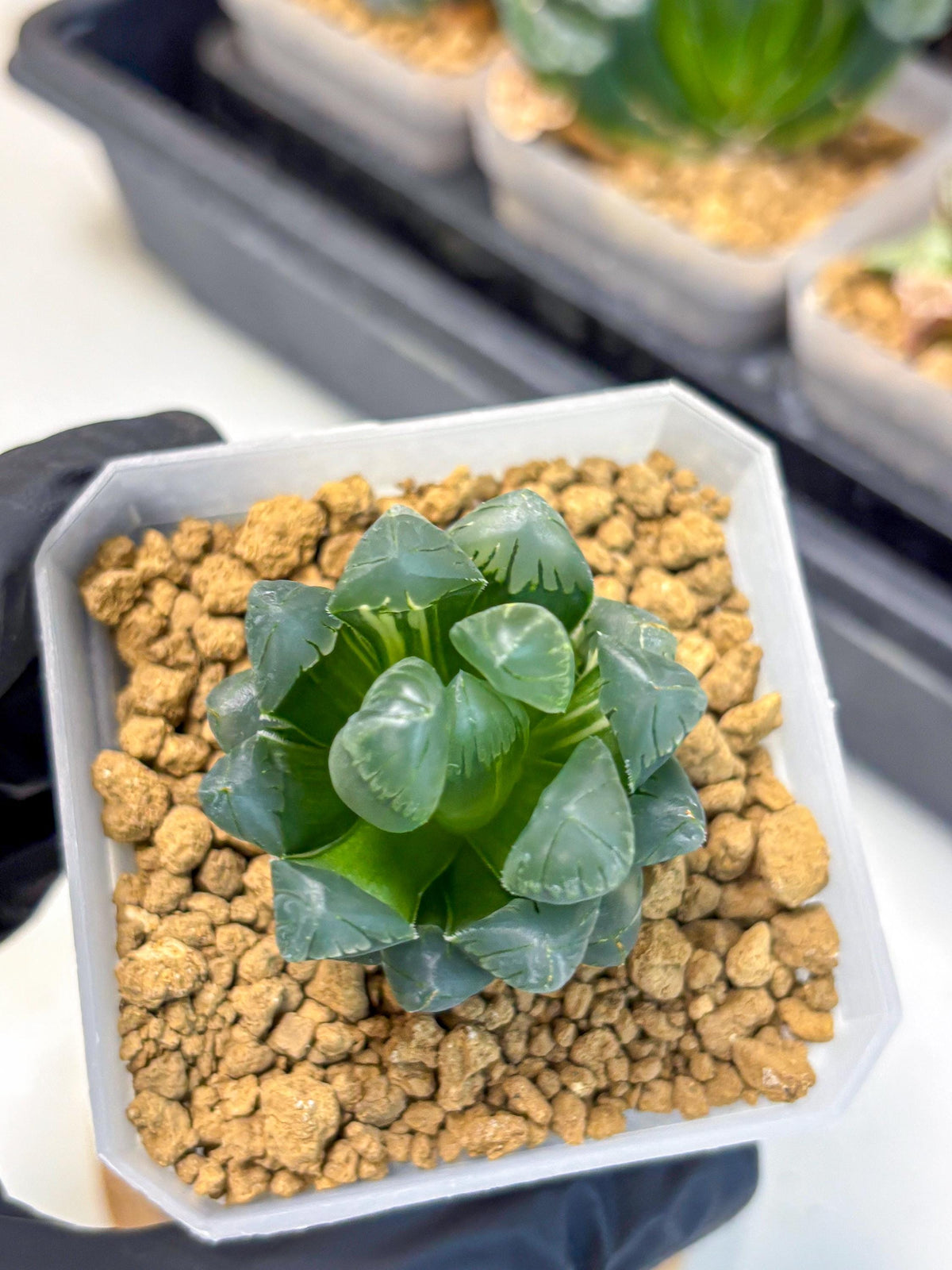 Haworthia Obtusa Ice Light (wa4) (11) | Easy Care Succulent