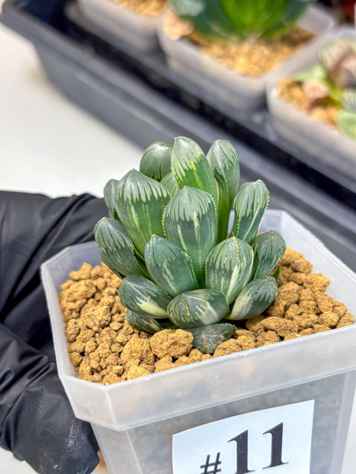 Haworthia Obtusa Ice Light (wa4) (11) | Easy Care Succulent