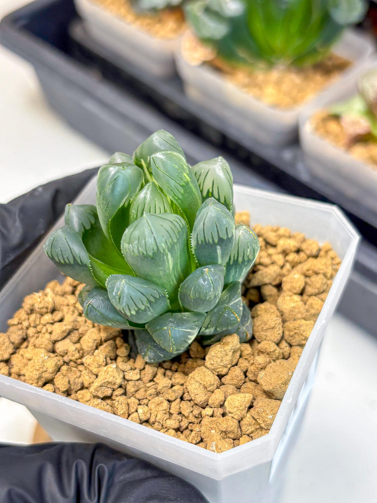 Haworthia Obtusa Ice Light (wa4) (11) | Easy Care Succulent