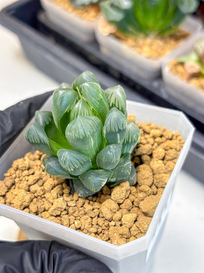 Haworthia Obtusa Ice Light (wa4) (11) | Easy Care Succulent