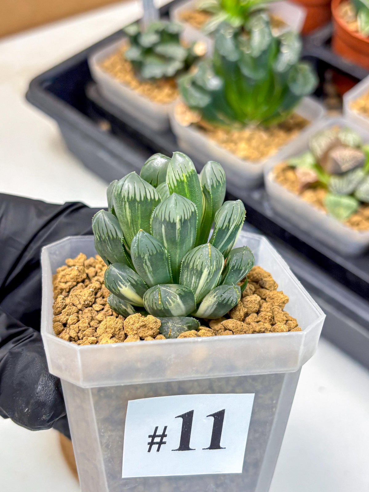 Haworthia Obtusa Ice Light (wa4) (11) | Easy Care Succulent