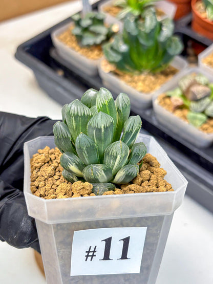 Haworthia Obtusa Ice Light (wa4) (11) | Easy Care Succulent