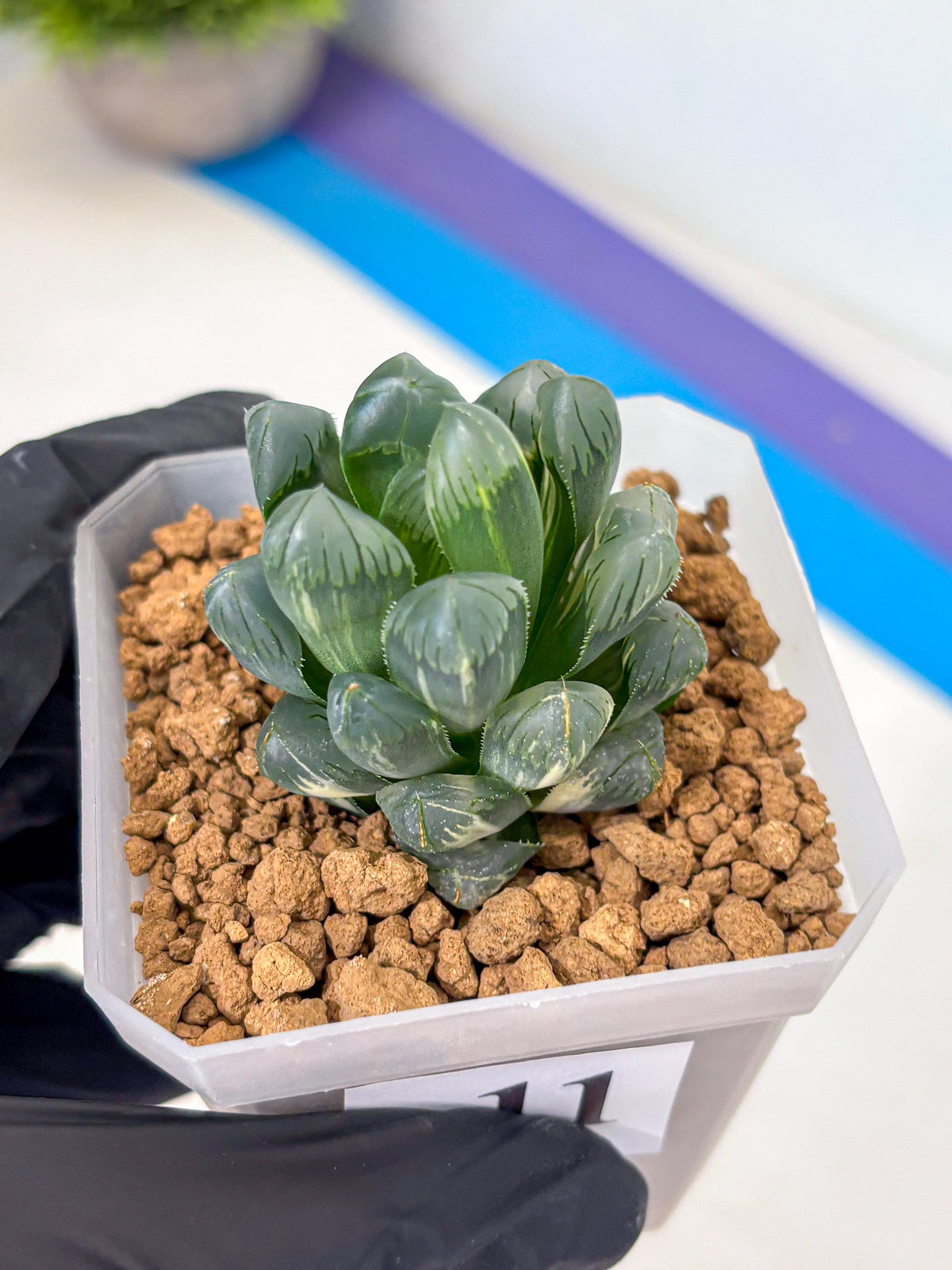 Haworthia Obtusa Ice Light (wa4) (11) | Easy Care Succulent